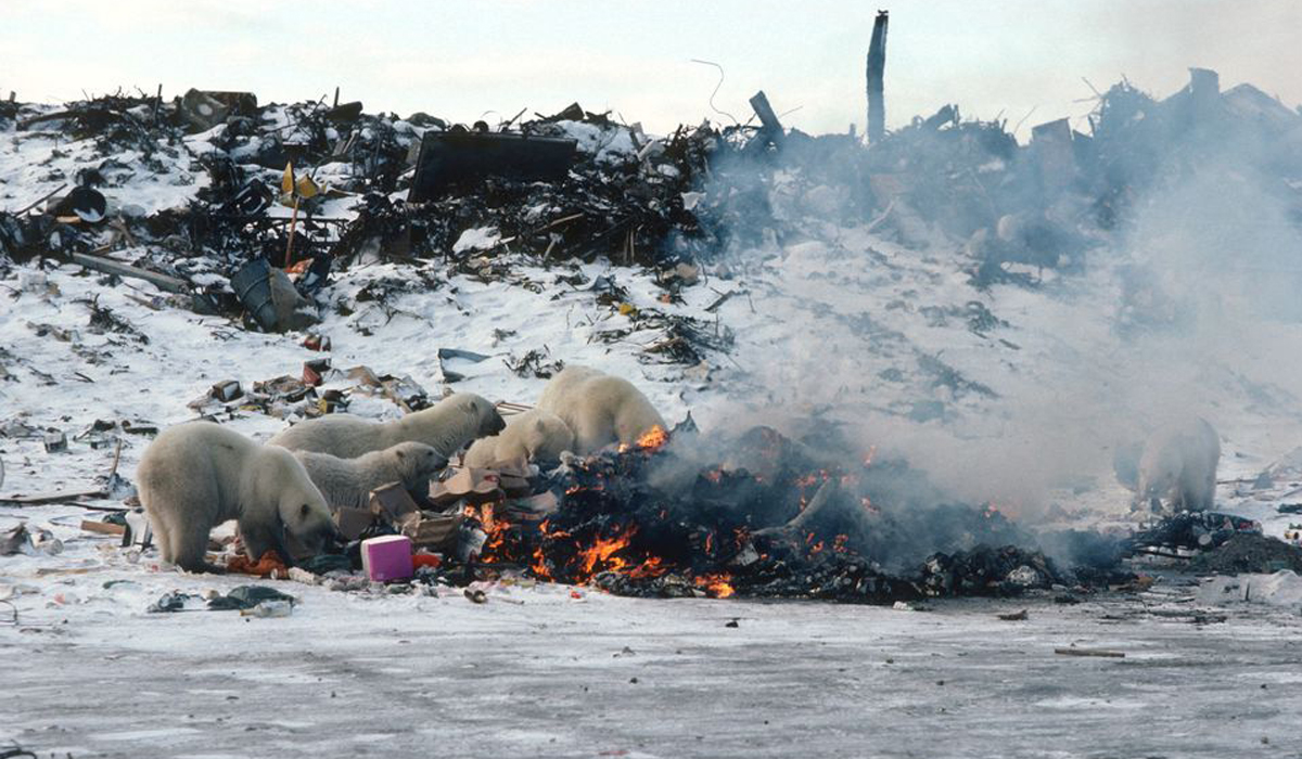 Polar bears scavenge for food at a dump in Churchill